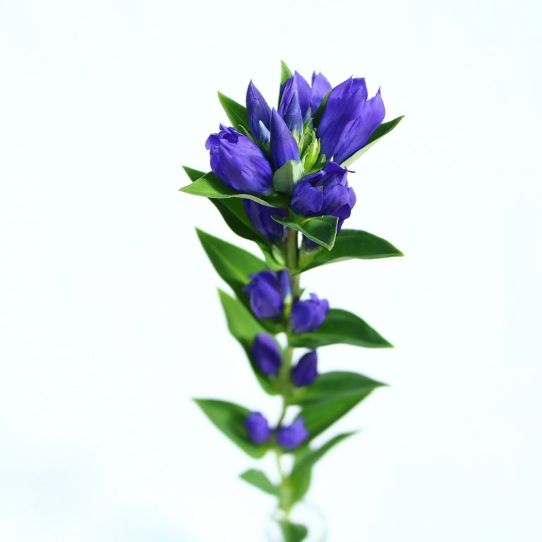 gentian-the-flower-which-brings-victory-ota-floriculture-auction